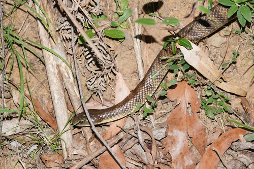 Tiger Snake sighting
