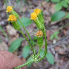 Packera pauciflora