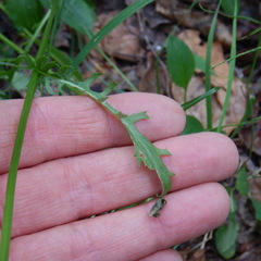 Packera pauciflora