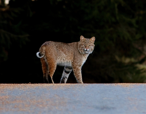 Bobcat photographed in New York