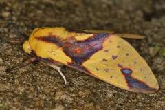 Symphlebia