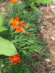 Danaus plexippus