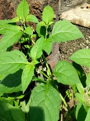 Solanum emulans