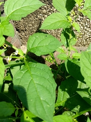 Solanum emulans