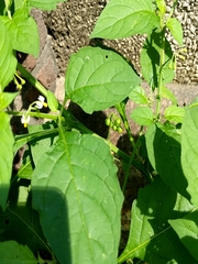 Solanum emulans