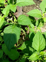 Solanum emulans
