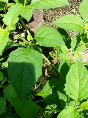Solanum emulans