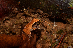 Pseudophilautus cuspis