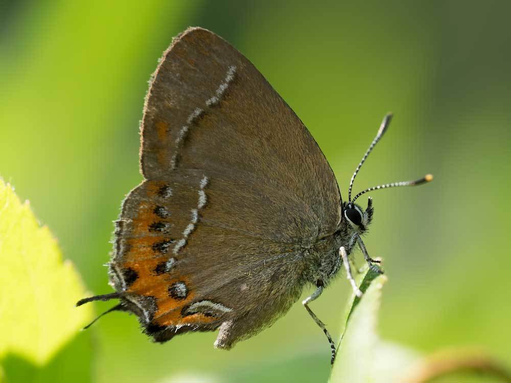 Satyrium prunoides from Березовский р-н, Красноярский край, Россия on ...