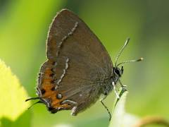 Satyrium prunoides