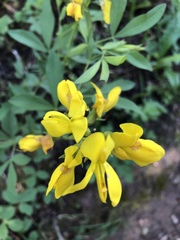 Thermopsis montana