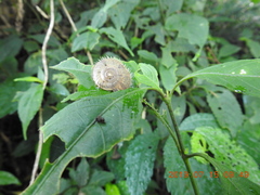 Plectotropis mackensii