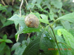 Plectotropis mackensii