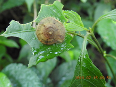 Plectotropis mackensii
