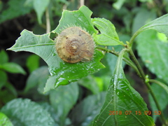 Plectotropis mackensii