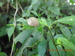 Plectotropis mackensii