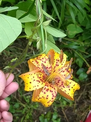 Lilium michiganense