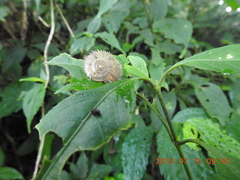 Plectotropis mackensii