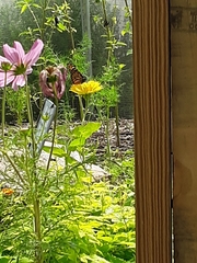 Danaus plexippus