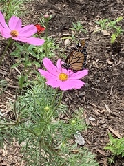 Danaus plexippus