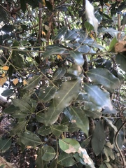 Cryptocarya myrtifolia