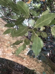 Cryptocarya myrtifolia