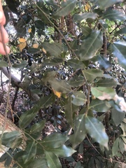 Cryptocarya myrtifolia