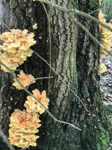 chicken of the woods