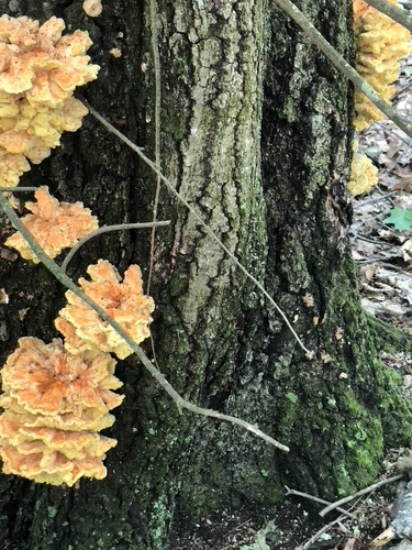 chicken of the woods