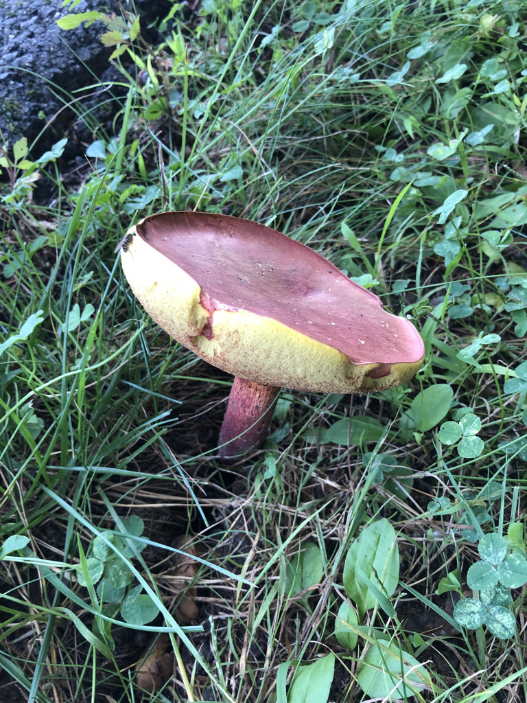 Baorangia