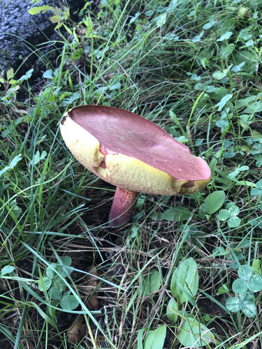 Baorangia