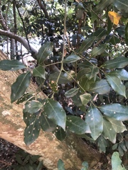 Cryptocarya myrtifolia