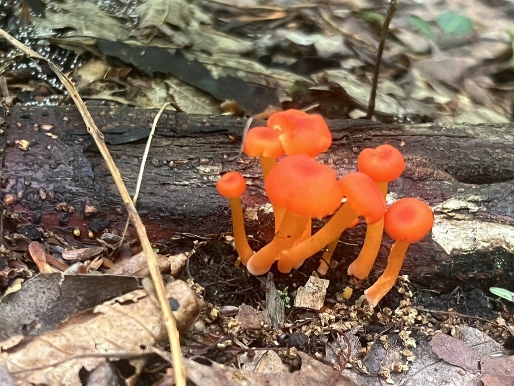 Honey Waxcap