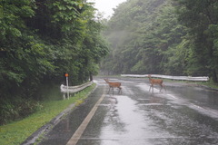 Cervus nippon centralis