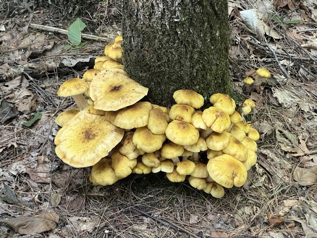 Honey Mushroom