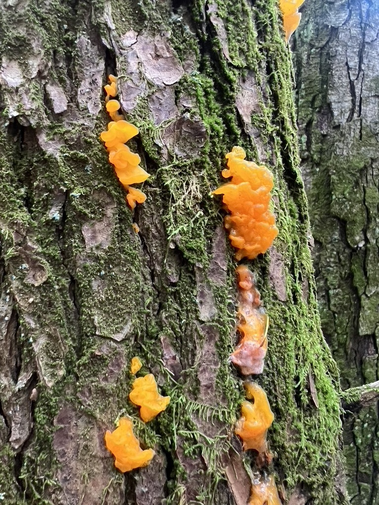 Orange Jelly Spot