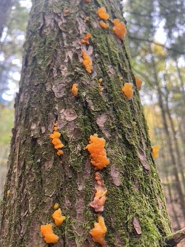 Orange Jelly Spot
