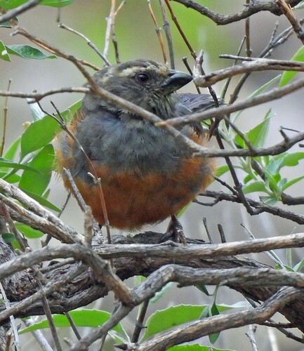 Rufous-bellied Mountain Tanager (Pseudosaltator rufiventris), photo 8