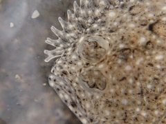 Scophthalmus rhombus