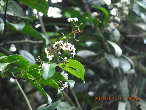 Erycibe henryi iNat (3)