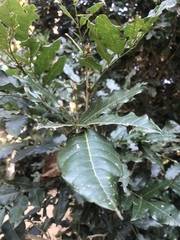 Philenoptera sutherlandii