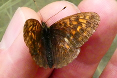 Boloria thore