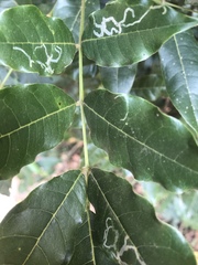 Philenoptera sutherlandii