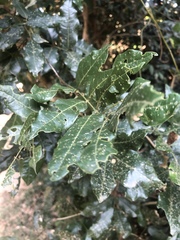 Philenoptera sutherlandii