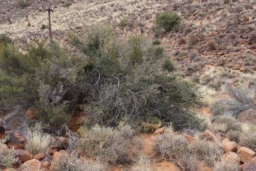 Image of Searsia burchellii by (c) Tony Rebelo, some rights reserved (CC BY-SA)
