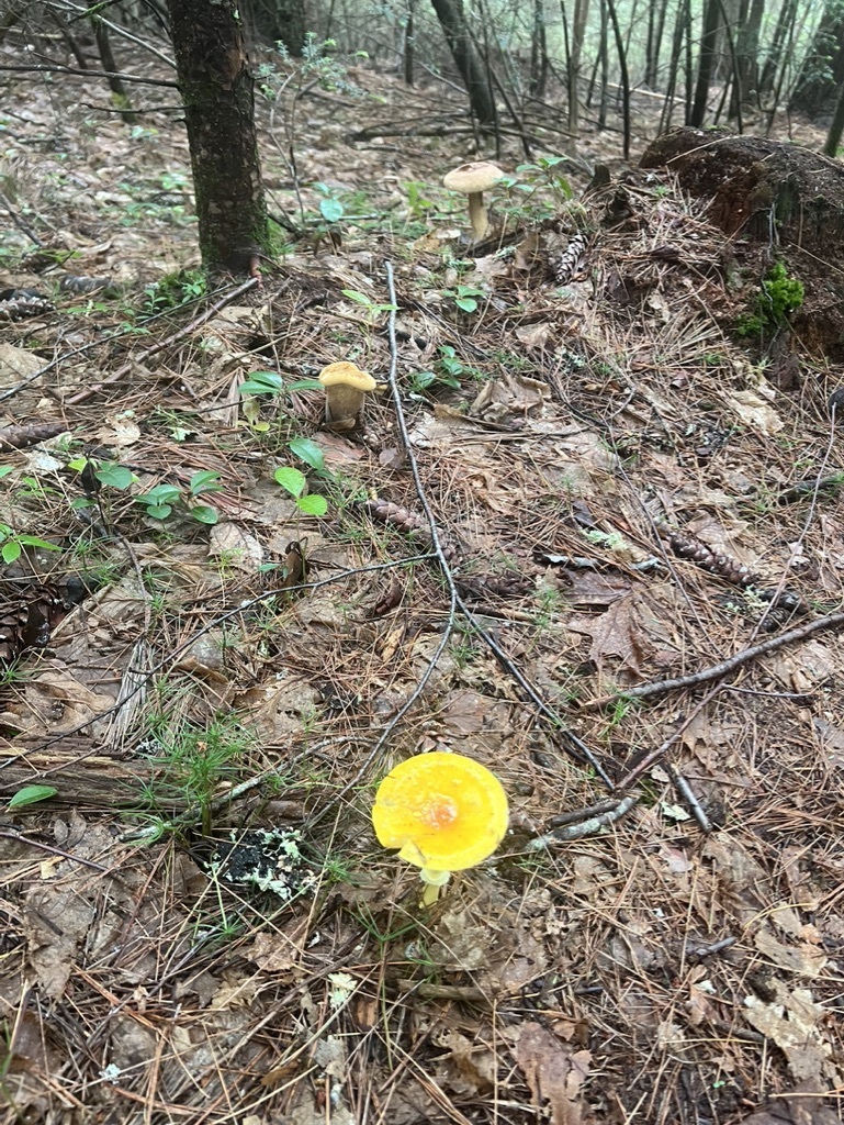 Frost's Amanita