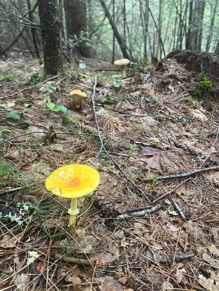 Frost's Amanita