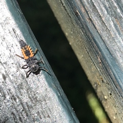 Harmonia axyridis
