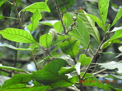 Lithocarpus corneus