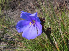 Aristea juncifolia
